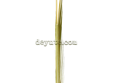 Palma lisa tradicional EMPIRE STATE detalle